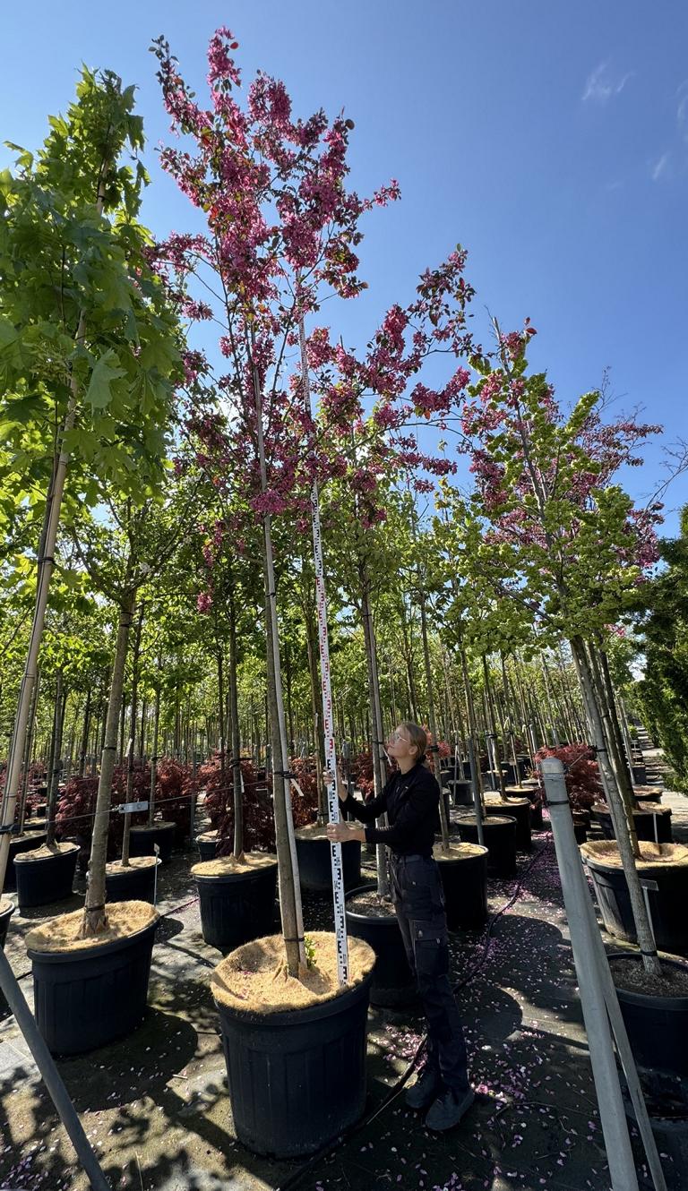 Malus 'Royalty'