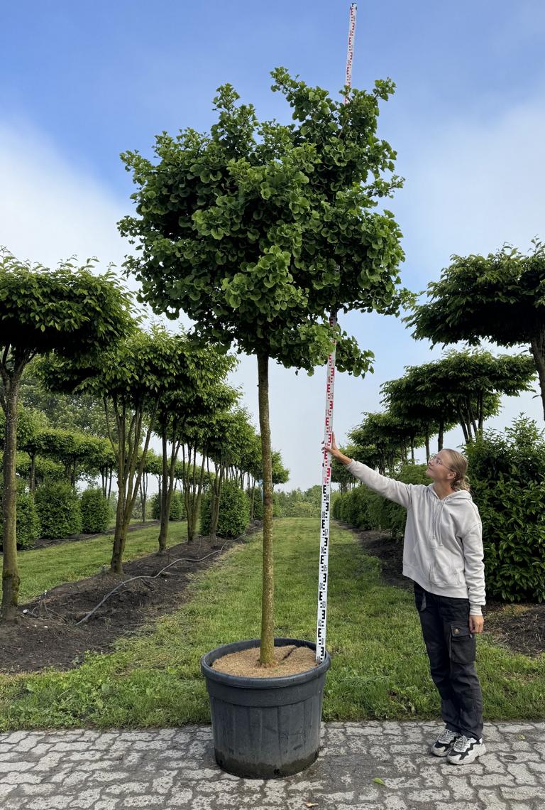 Ginkgo biloba 'Mariken'