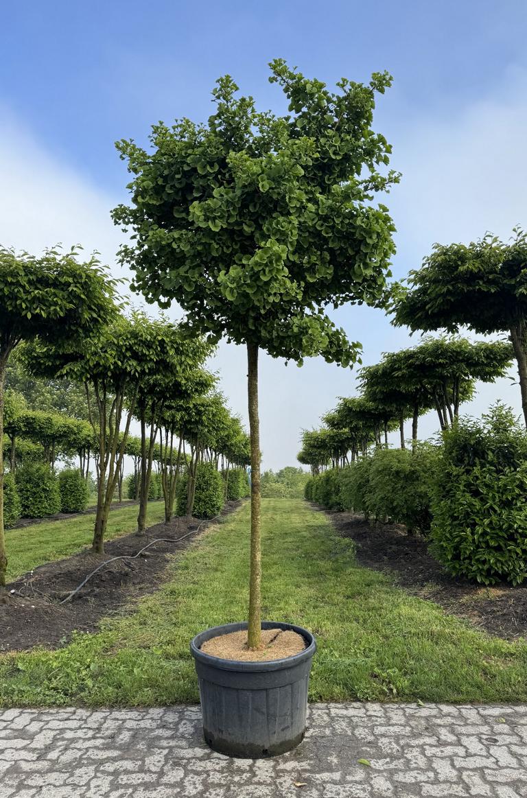 Ginkgo biloba 'Mariken'