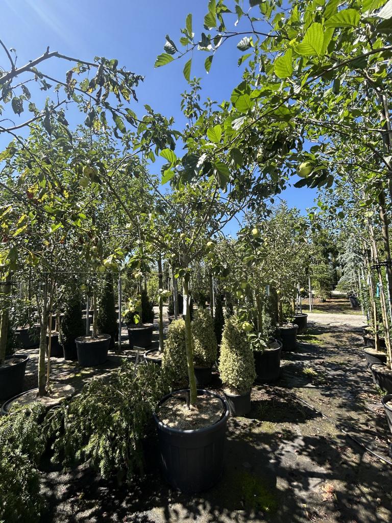 Malus domestica 'Glockenapfel'