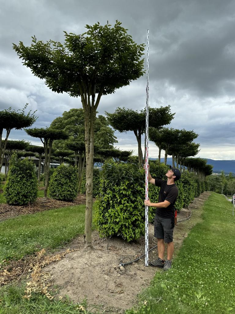 Carpinus betulus dachförmig