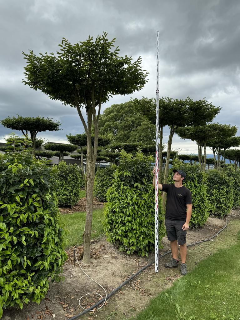 Carpinus betulus dachförmig