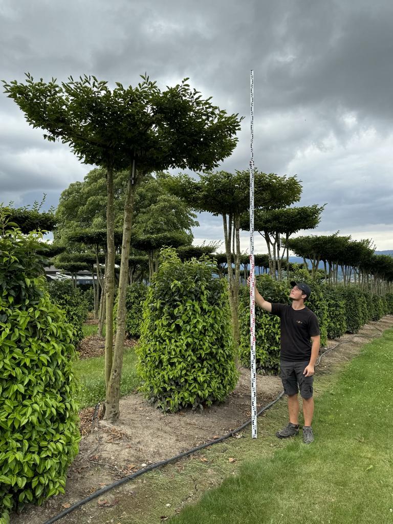 Carpinus betulus dachförmig