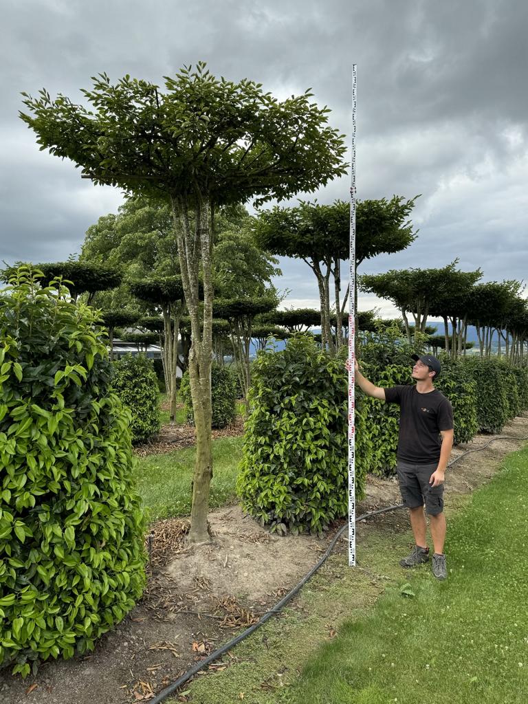 Carpinus betulus dachförmig