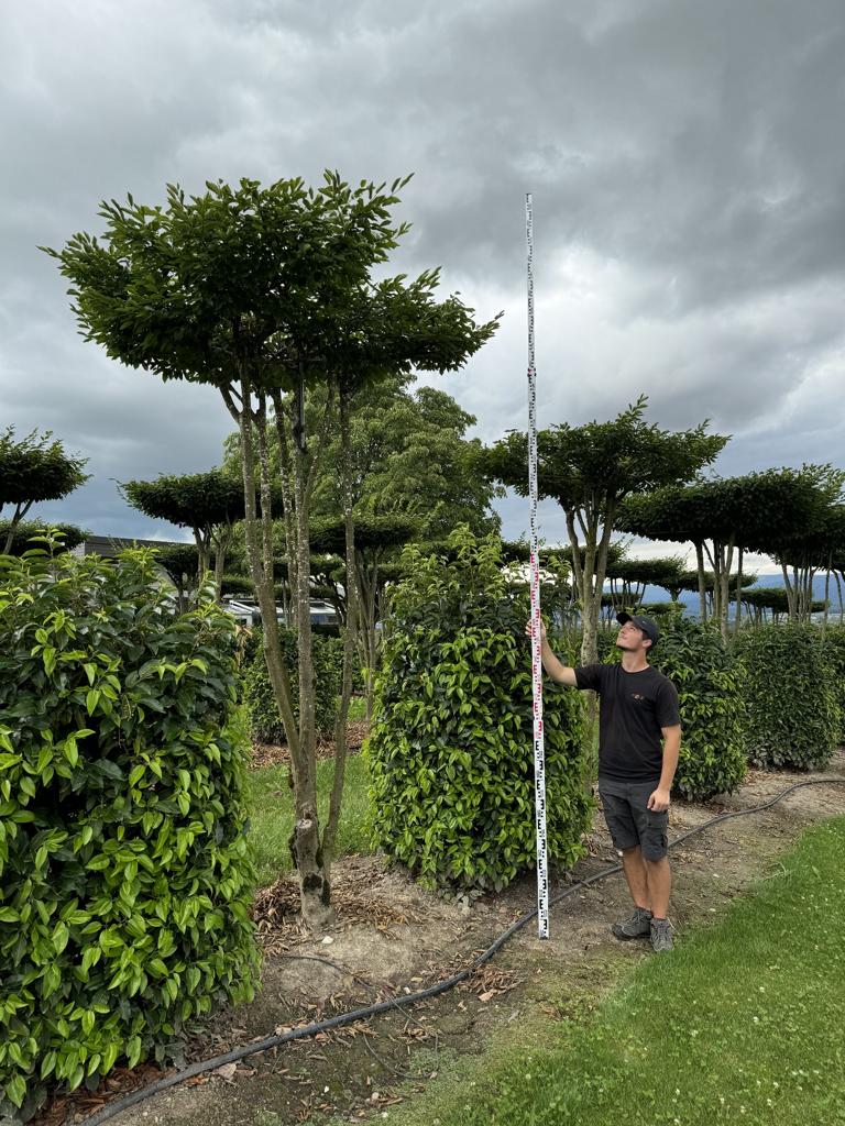 Carpinus betulus dachförmig