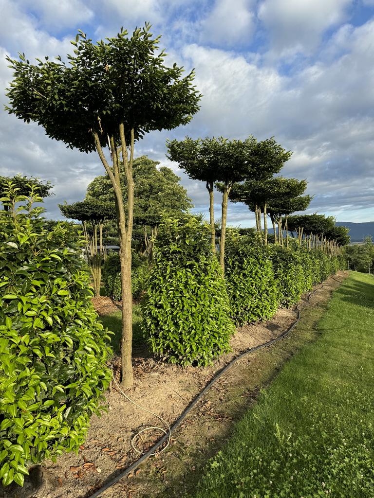 Carpinus betulus dachförmig