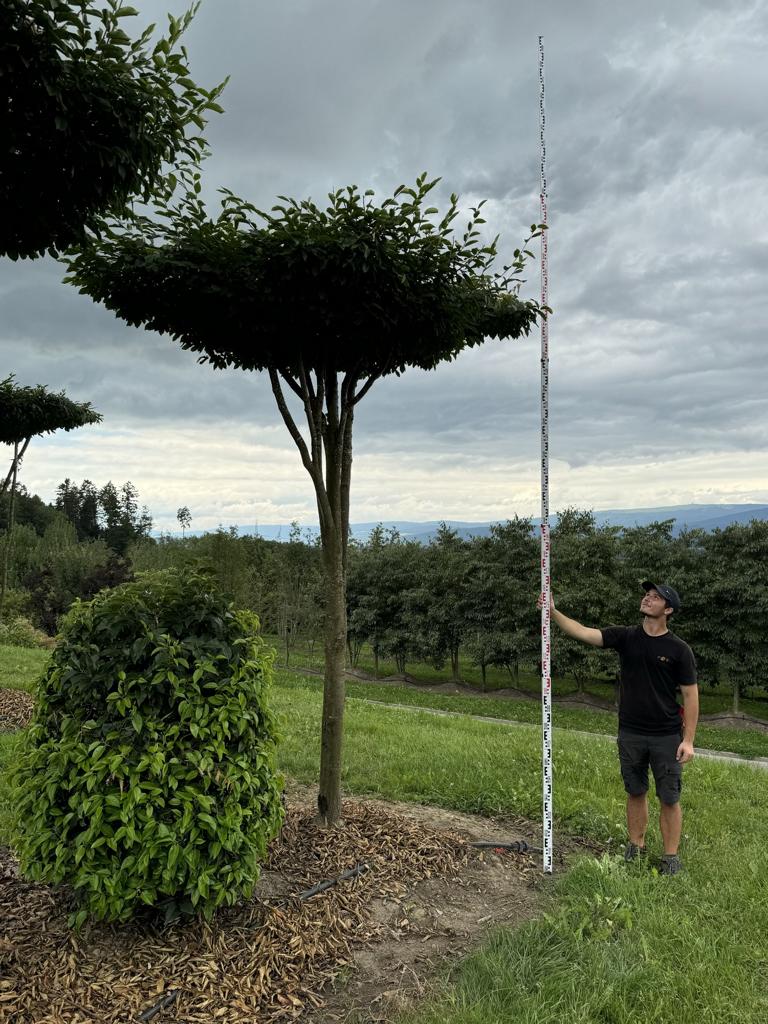 Carpinus betulus dachförmig