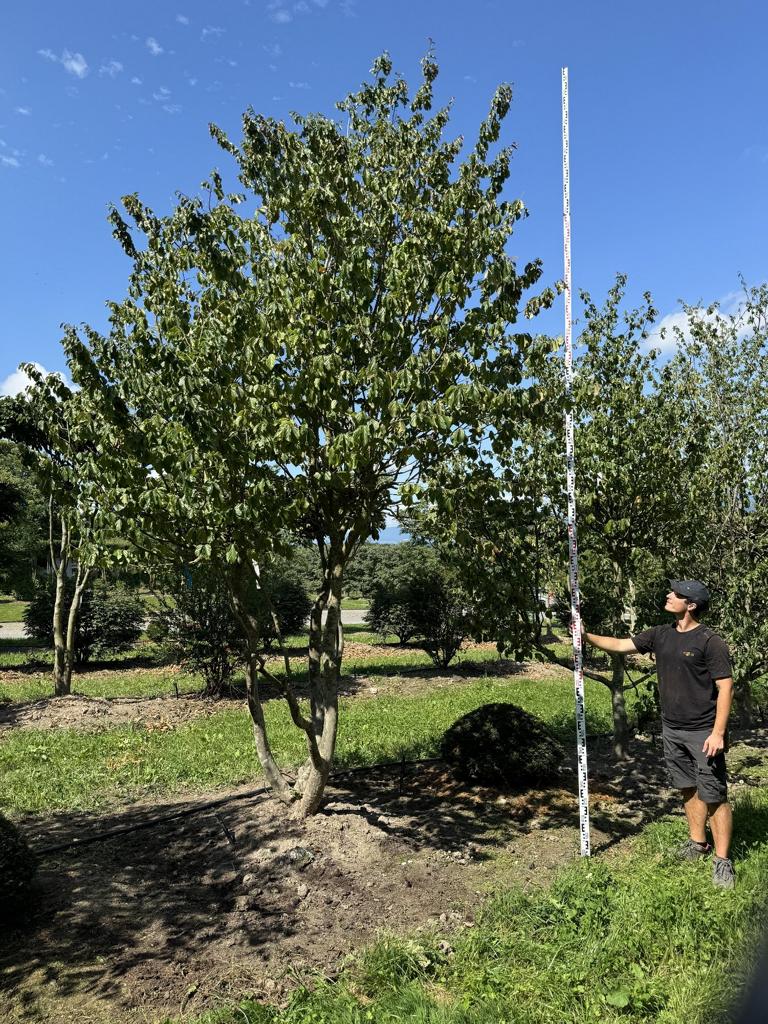 Parrotia persica Schirmform