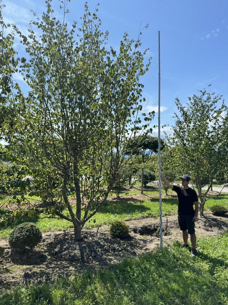 Parrotia persica Schirmform