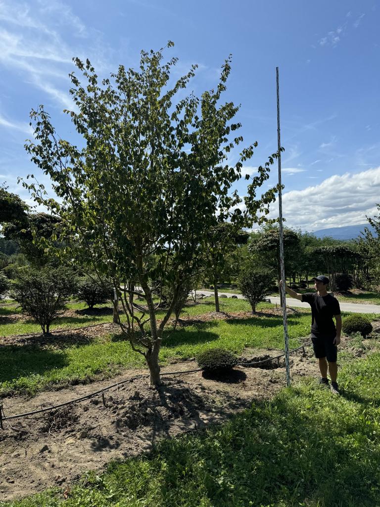 Parrotia persica Schirmform