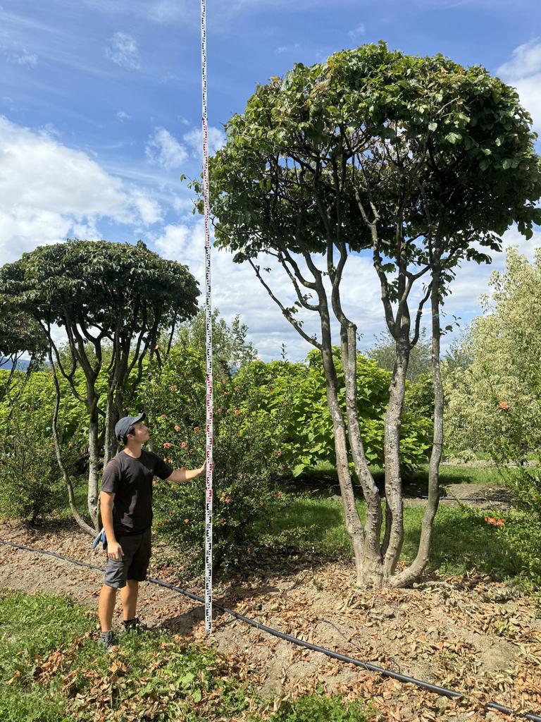 Parrotia persica Schirmform