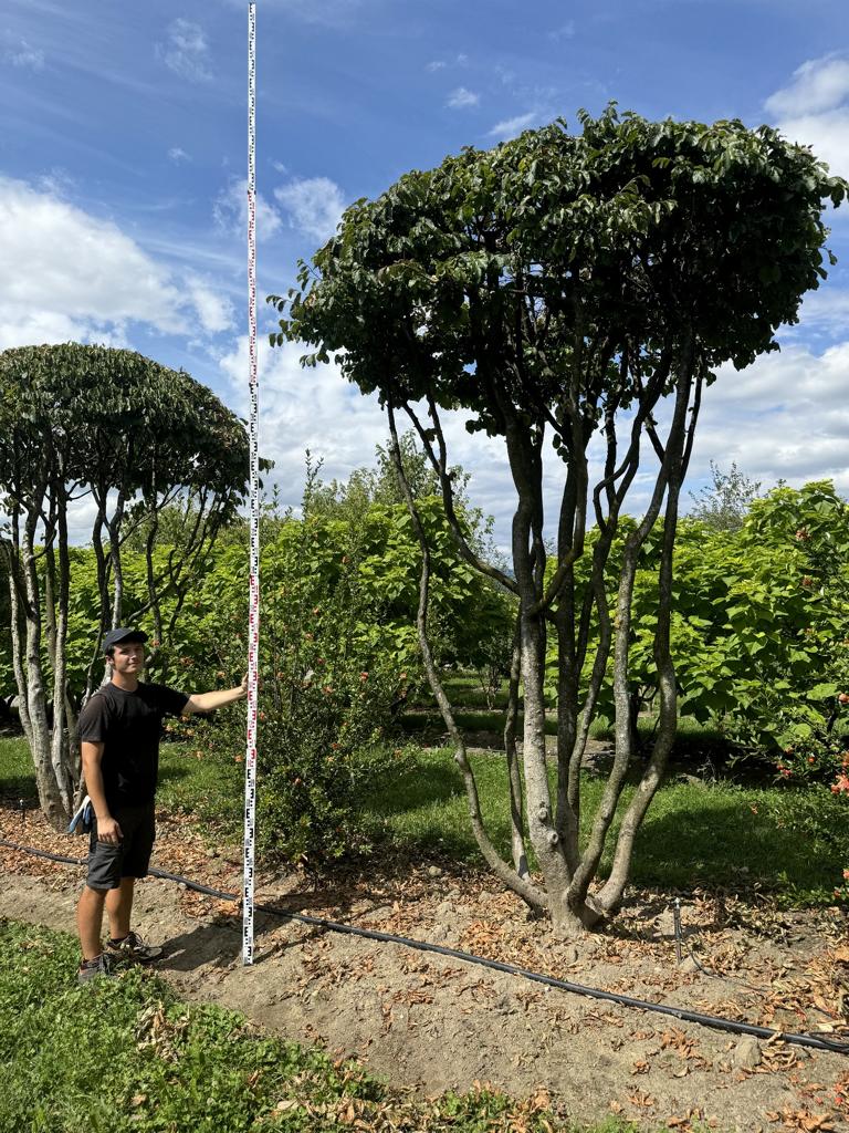 Parrotia persica Schirmform