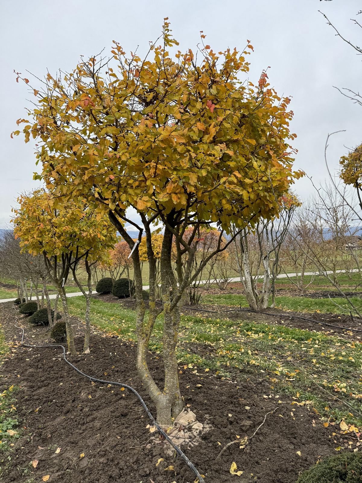 Parrotia persica Schirmform