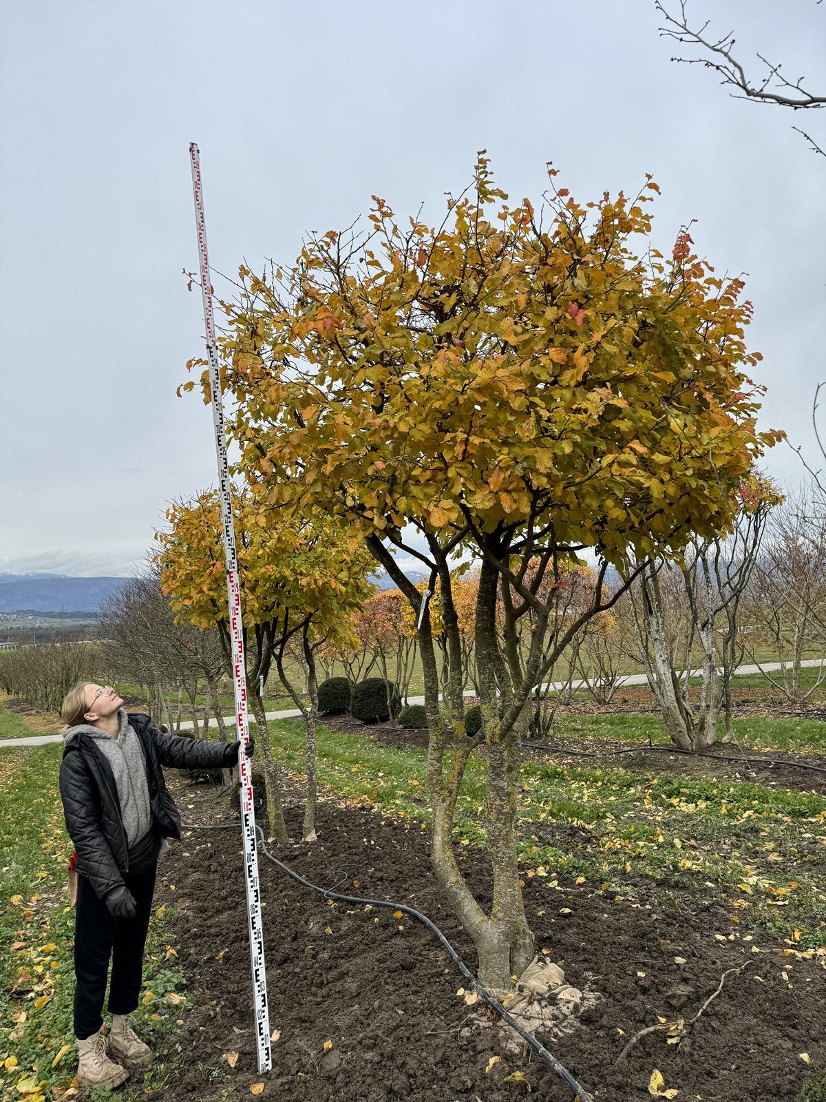 Parrotia persica Schirmform