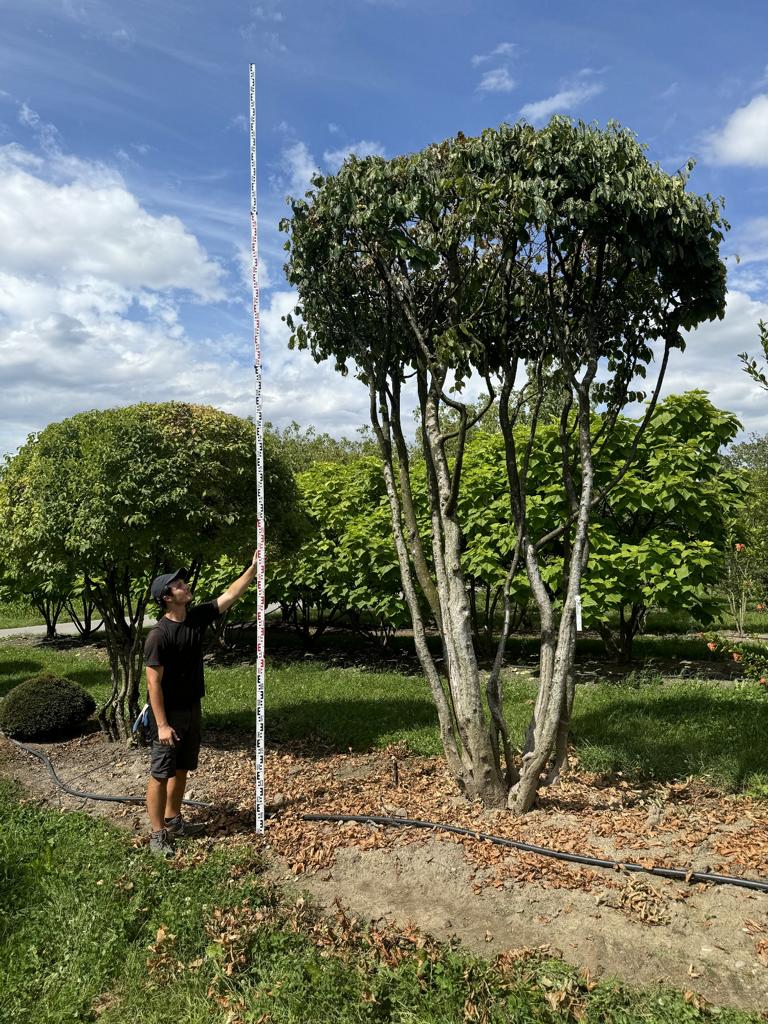 Parrotia persica Schirmform