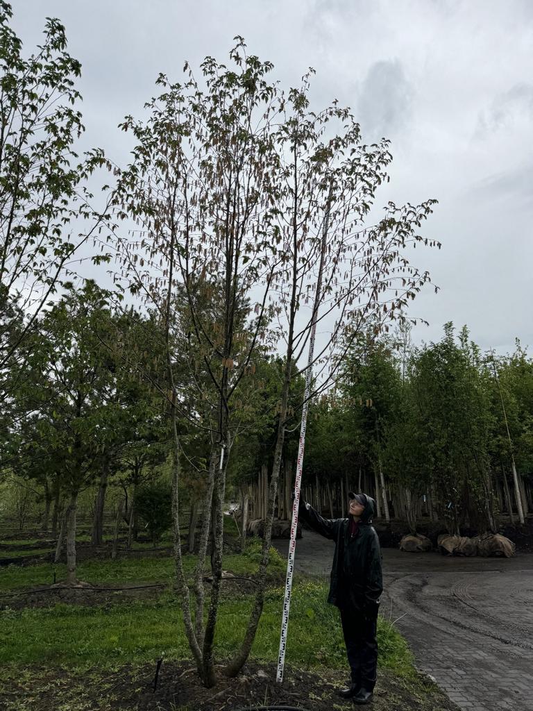 Ostrya carpinifolia