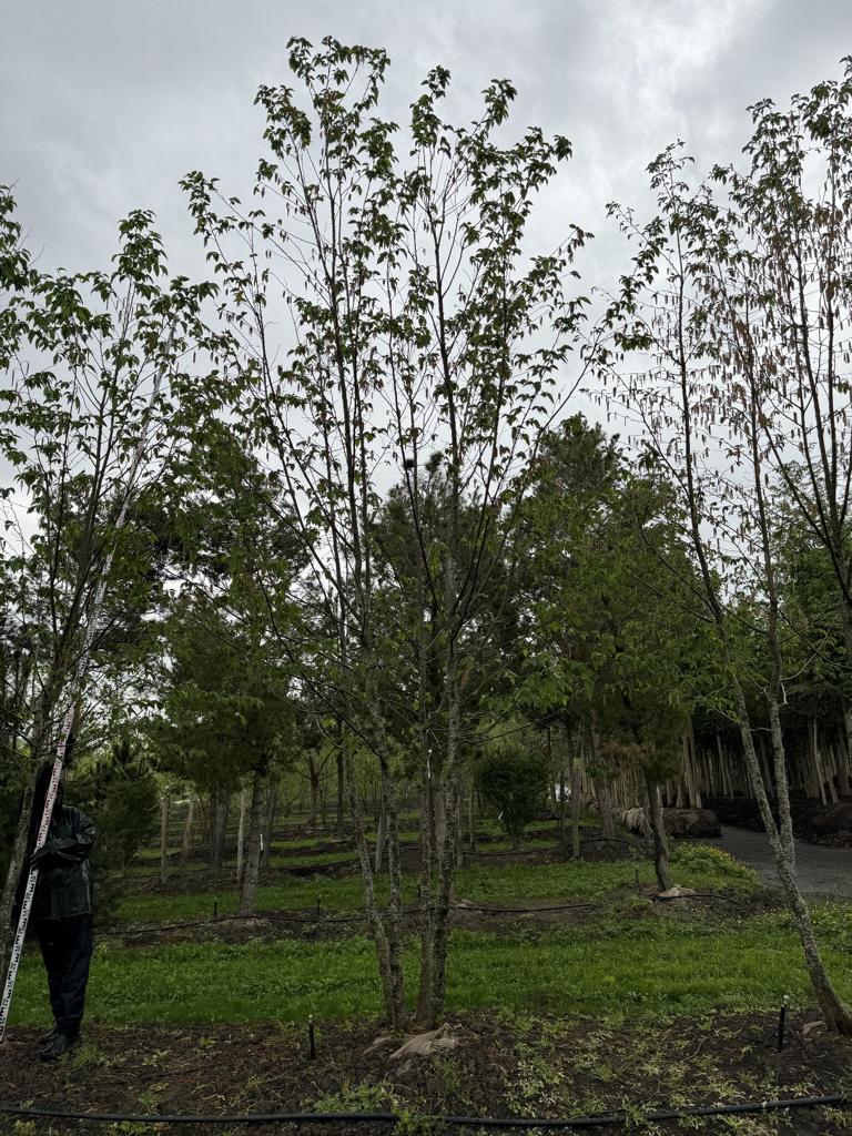 Ostrya carpinifolia