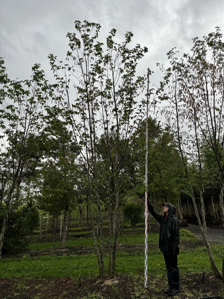 Ostrya carpinifolia