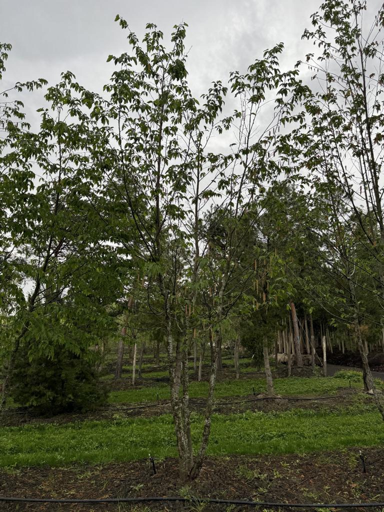 Ostrya carpinifolia