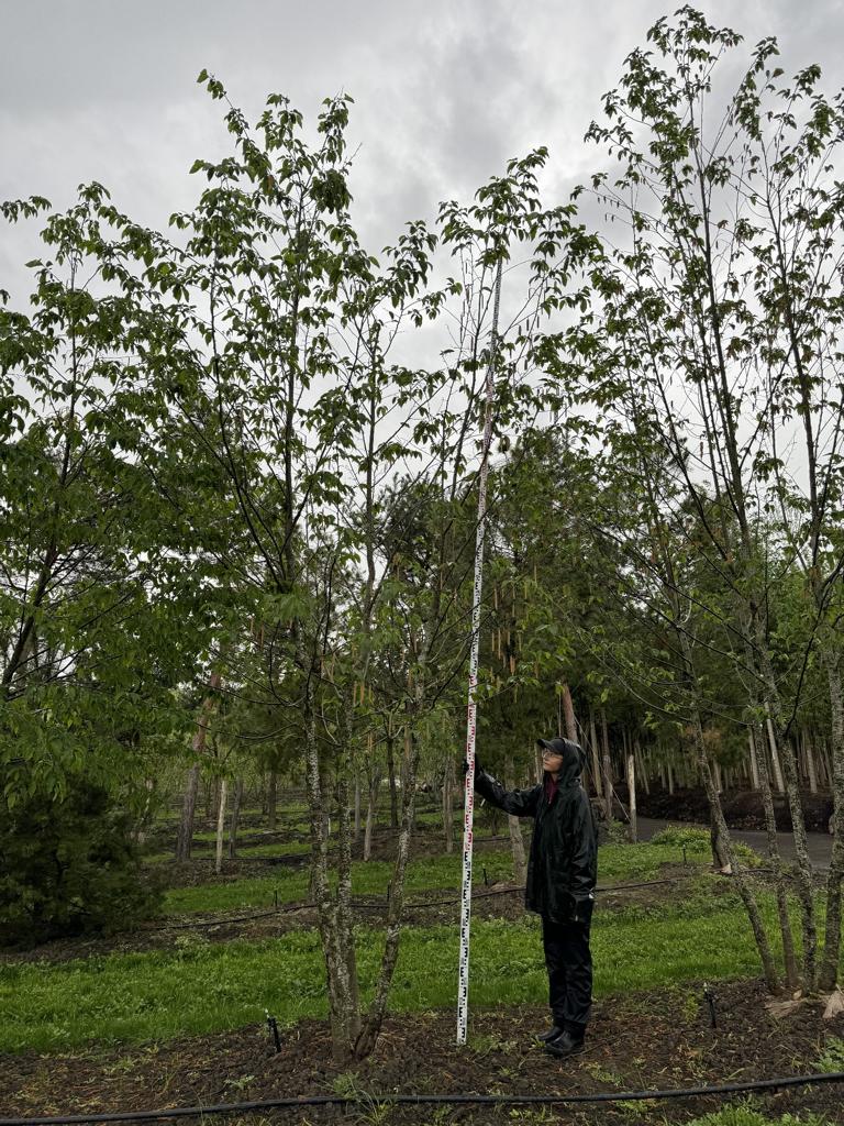 Ostrya carpinifolia
