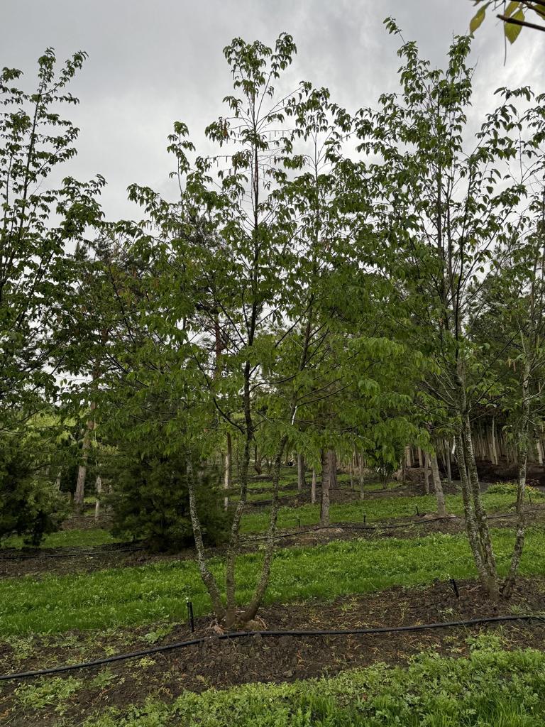 Ostrya carpinifolia