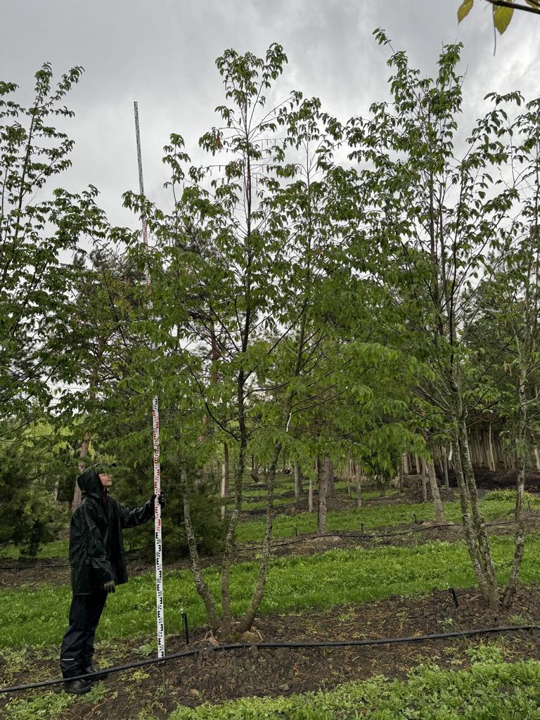 Ostrya carpinifolia