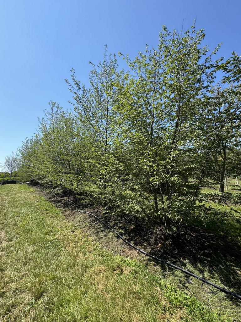 Ostrya carpinifolia