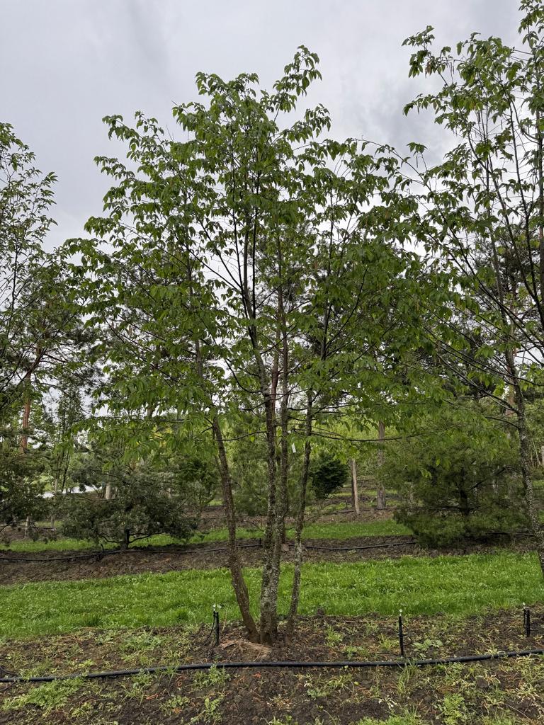 Ostrya carpinifolia
