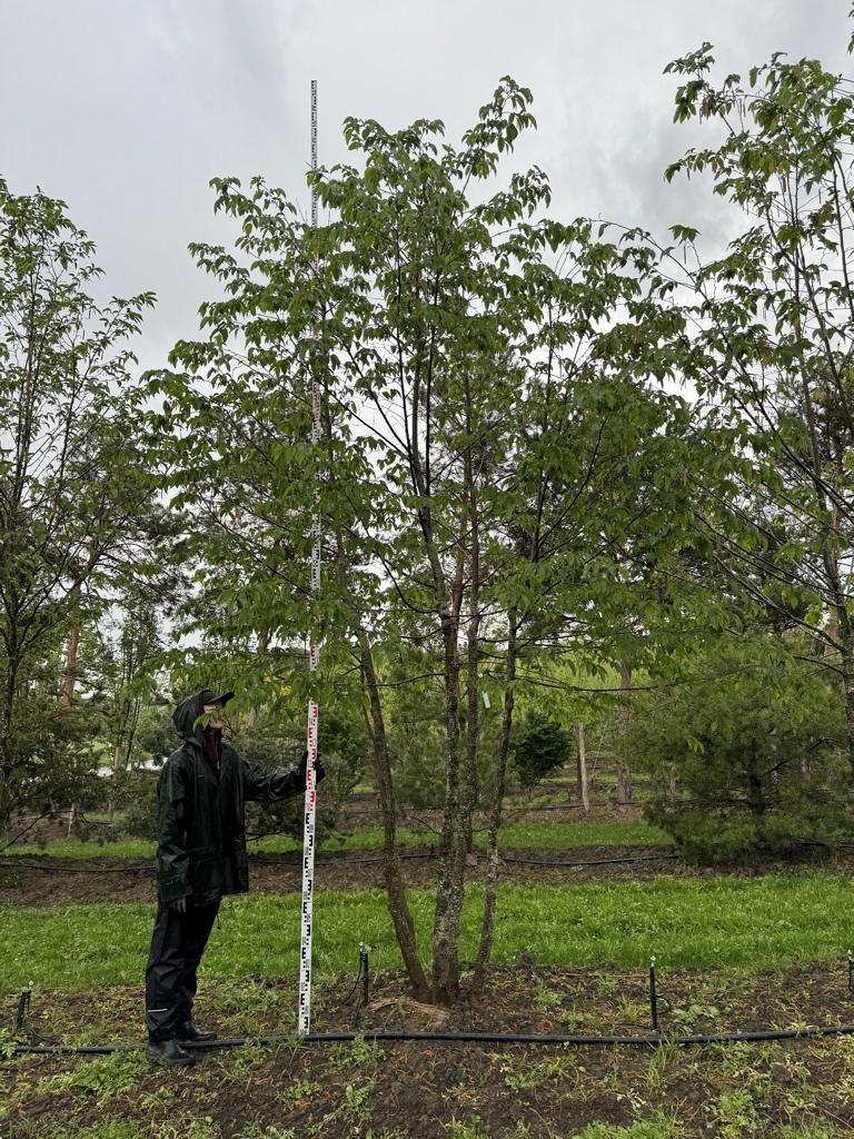 Ostrya carpinifolia