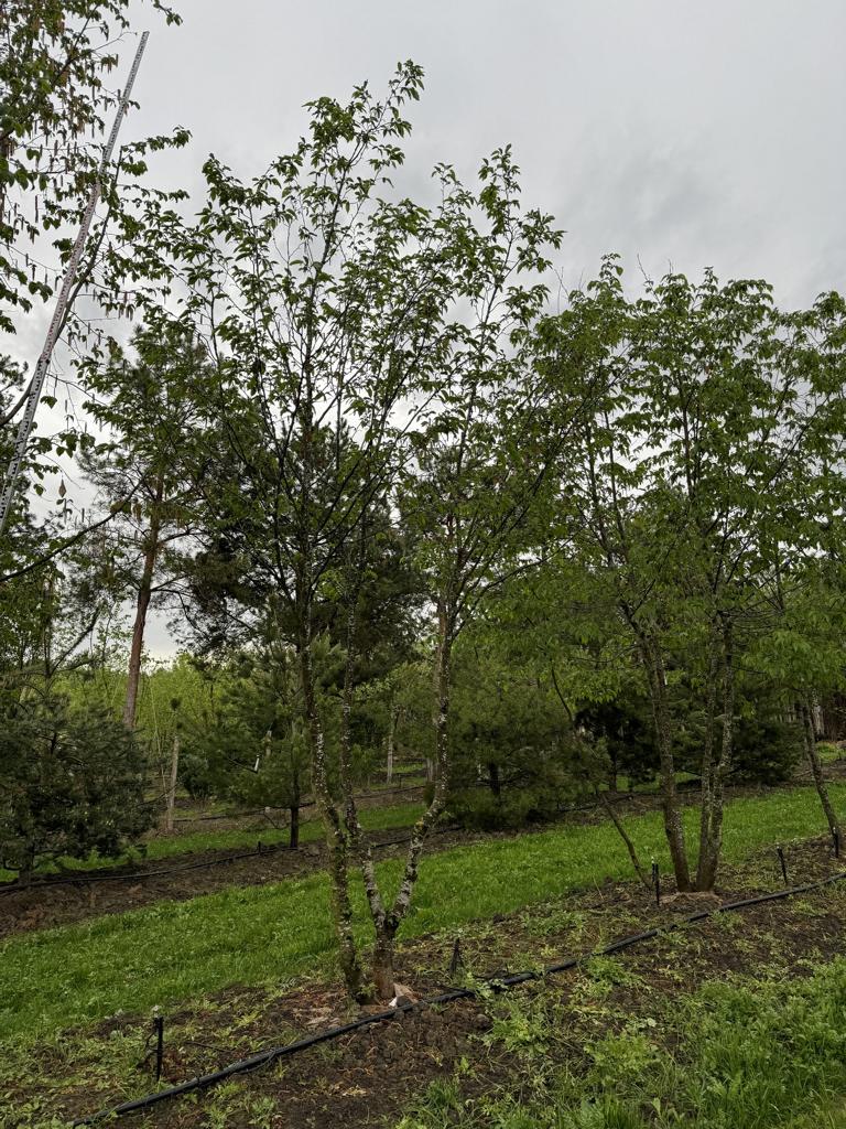 Ostrya carpinifolia