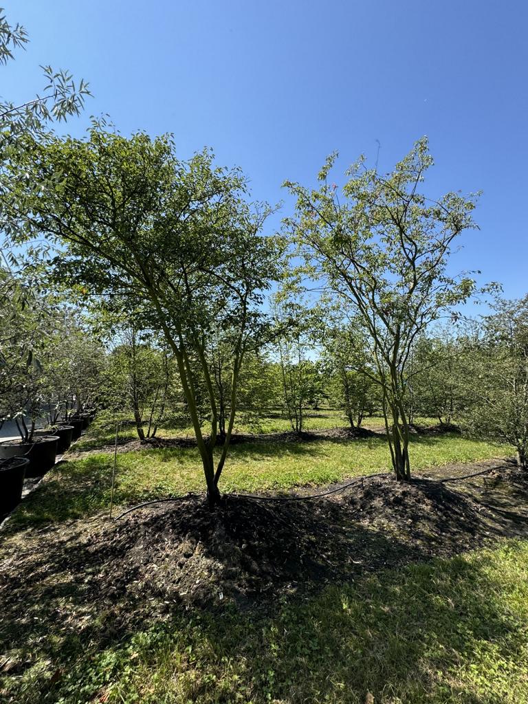 Amelanchier lamarckii Schirmform