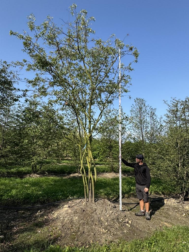 Amelanchier lamarckii Schirmform