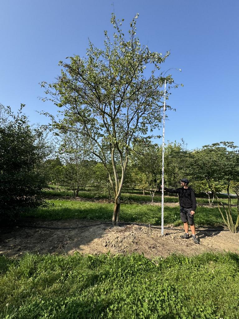 Amelanchier lamarckii Schirmform