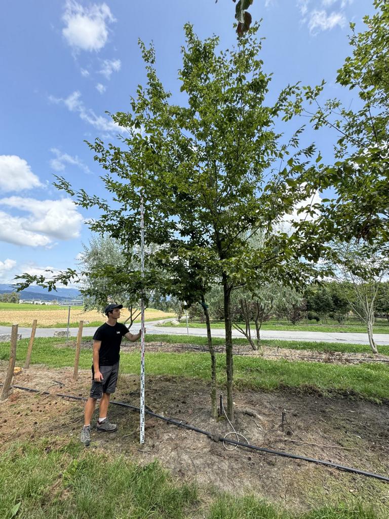 Carpinus betulus