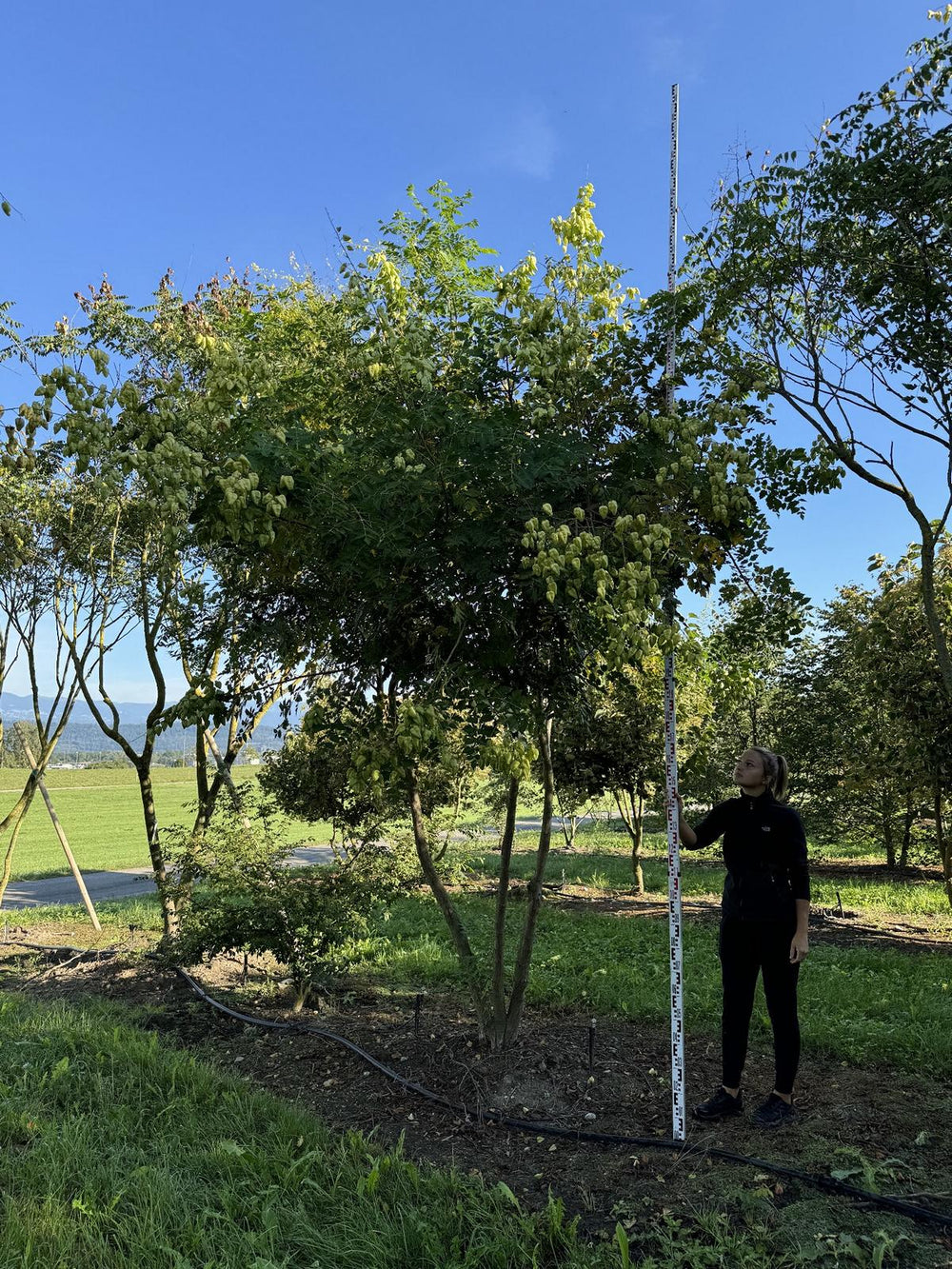 Koelreuteria paniculata