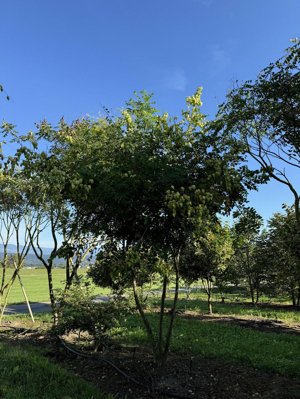 Koelreuteria paniculata