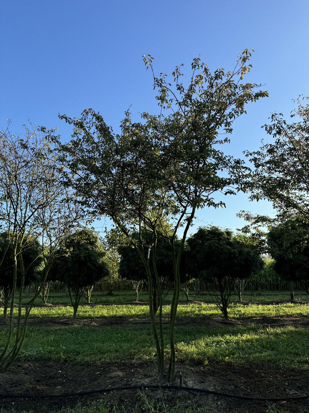 Amelanchier lamarckii Schirmform