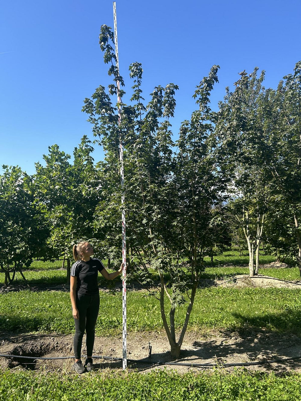 Acer cappadocicum 'Rubrum'