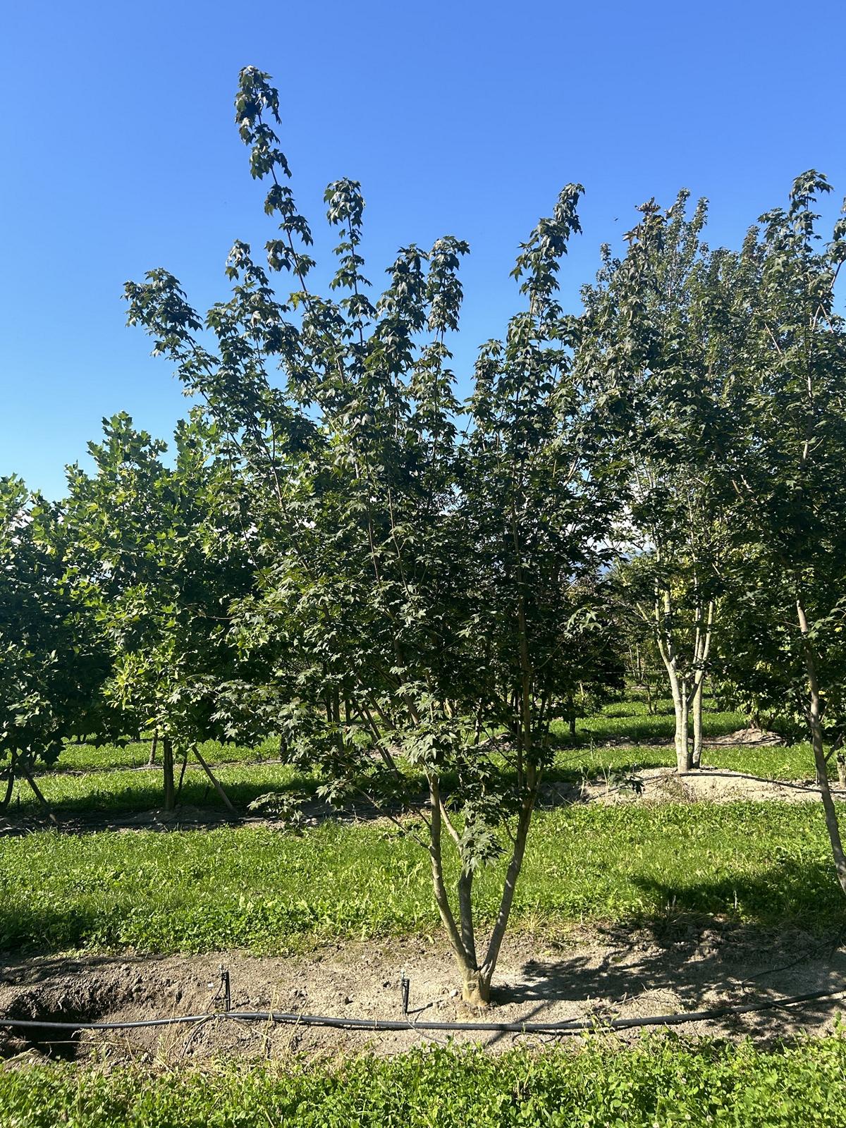 Acer cappadocicum 'Rubrum'