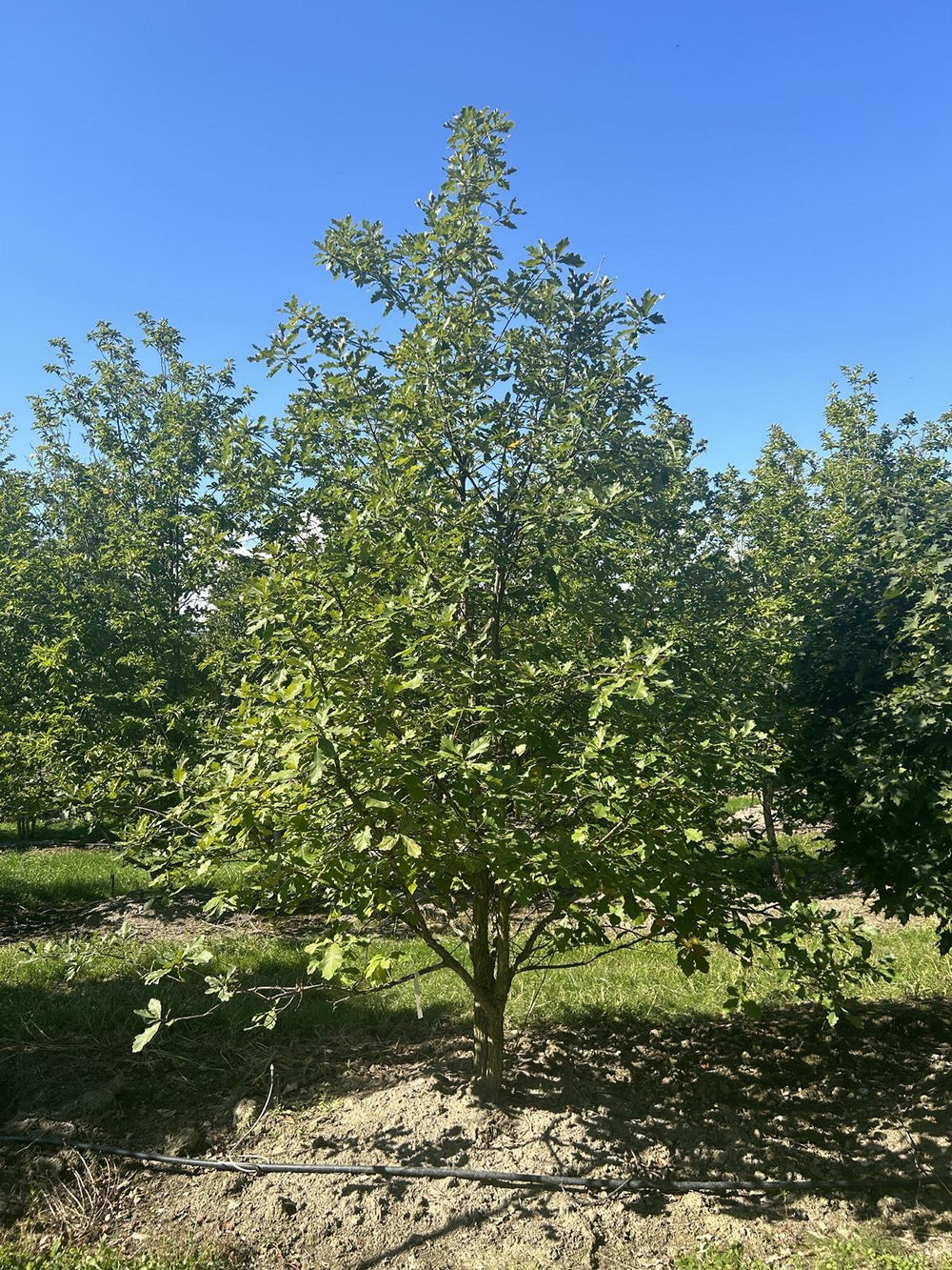 Quercus bicolor