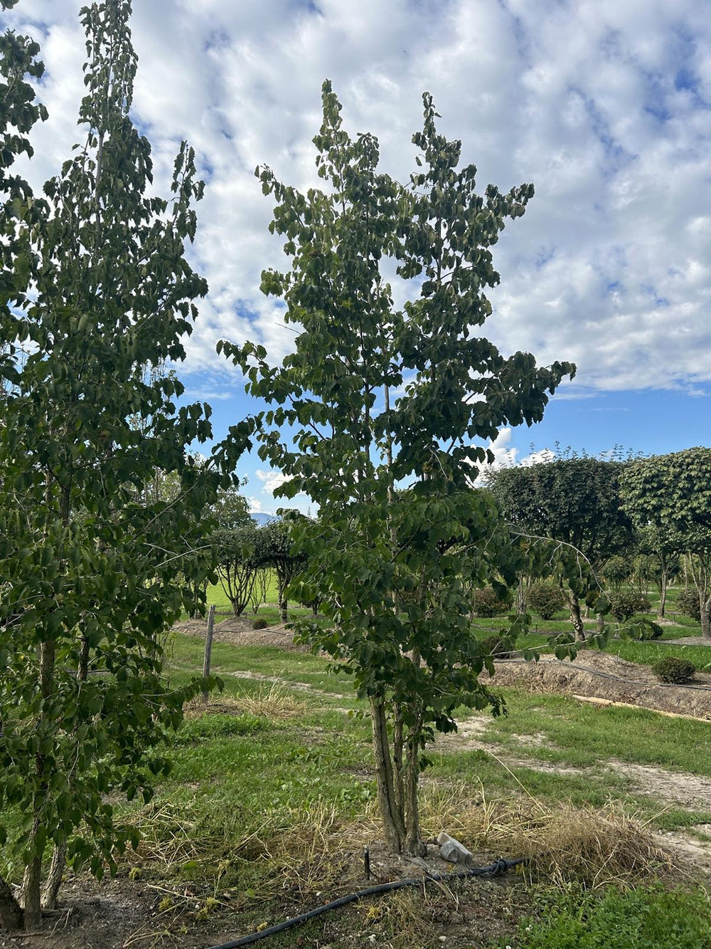 Corylus colurna