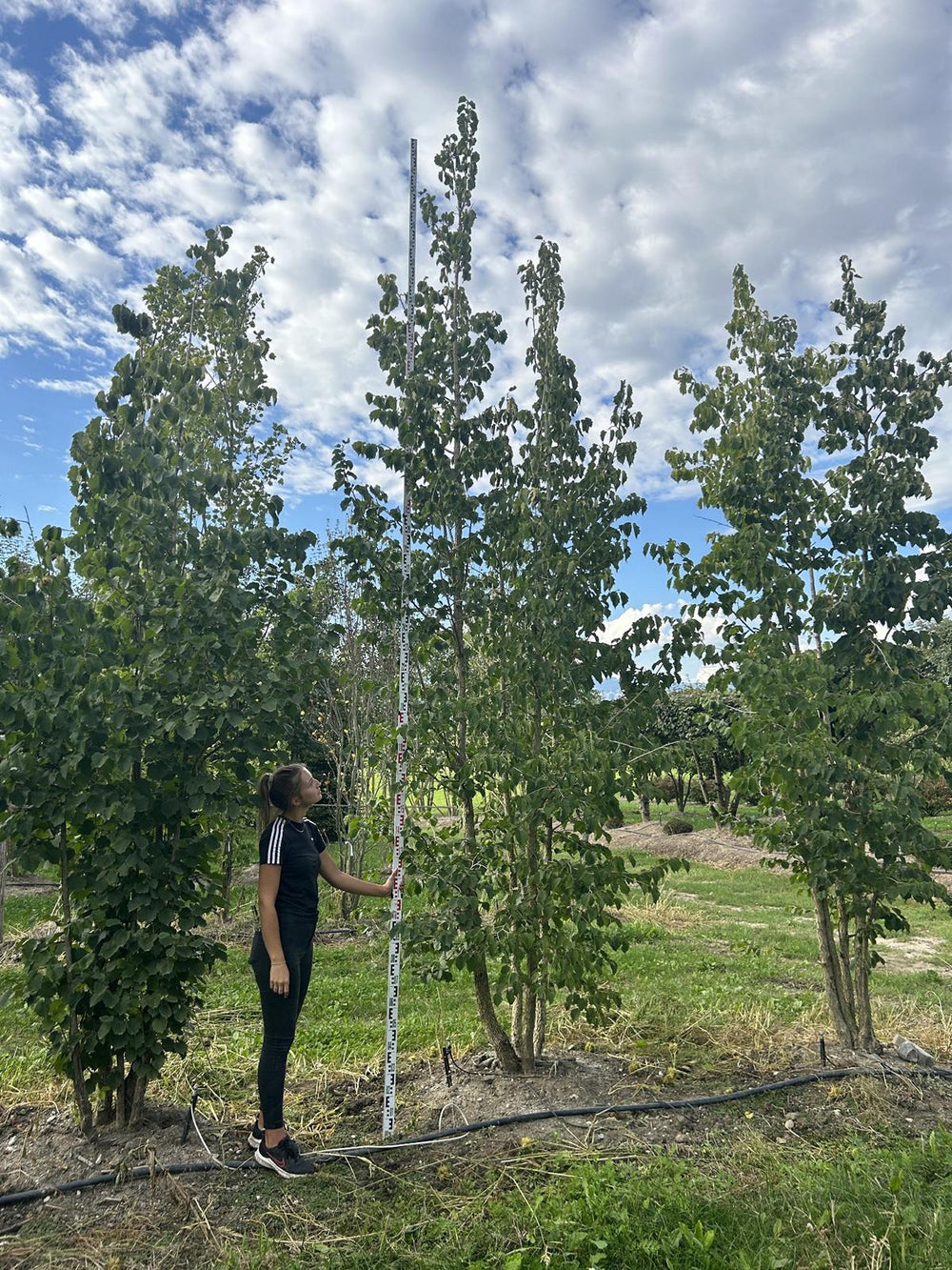 Corylus colurna