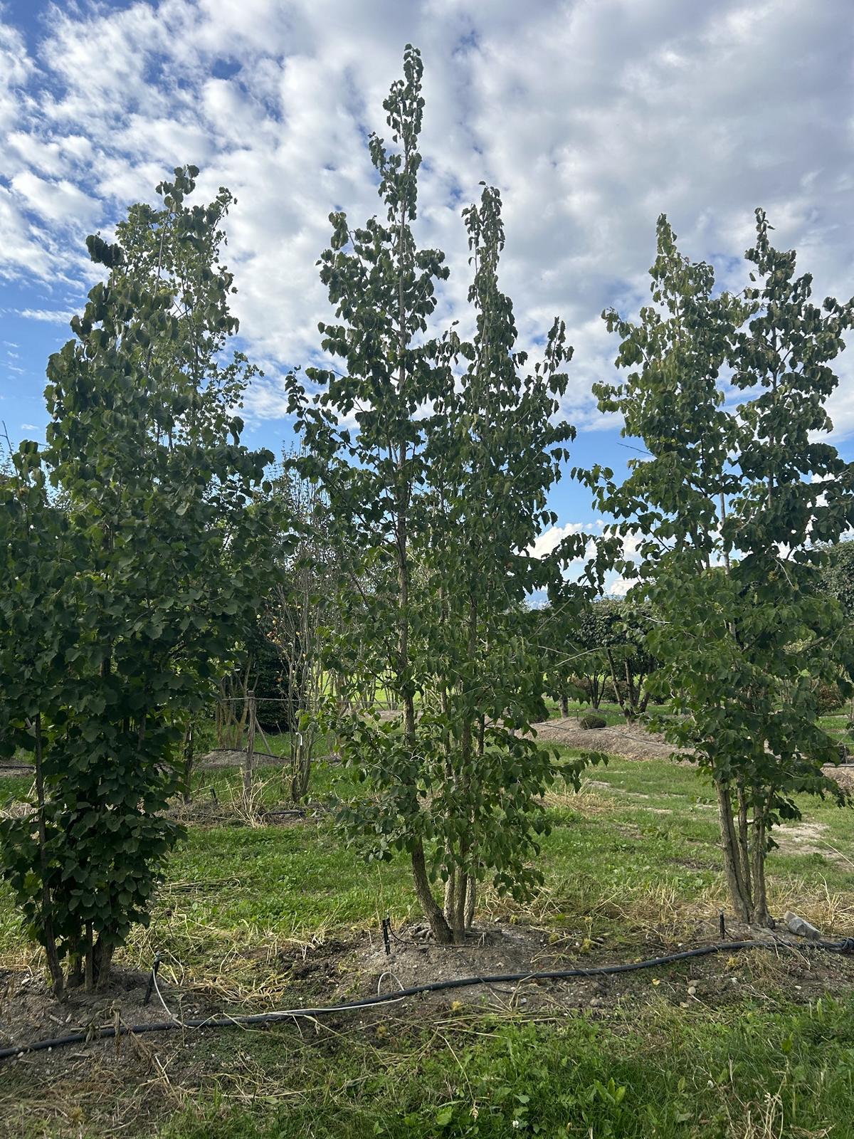 Corylus colurna