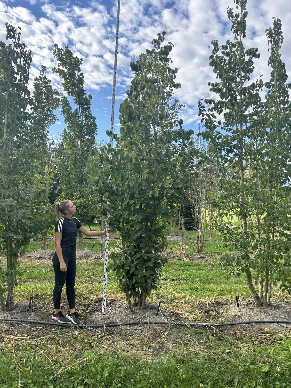 Corylus colurna