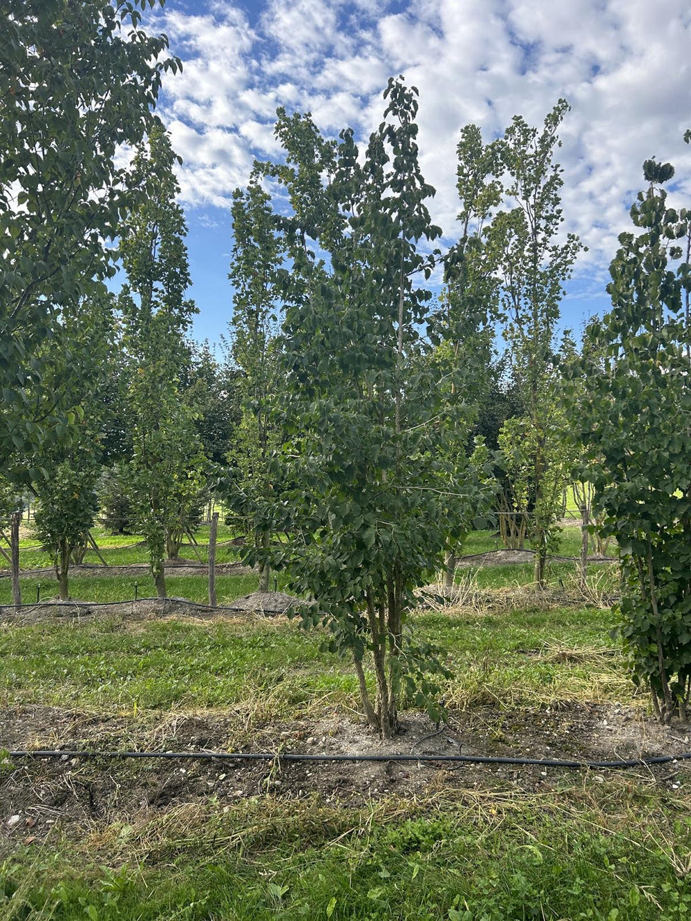 Corylus colurna