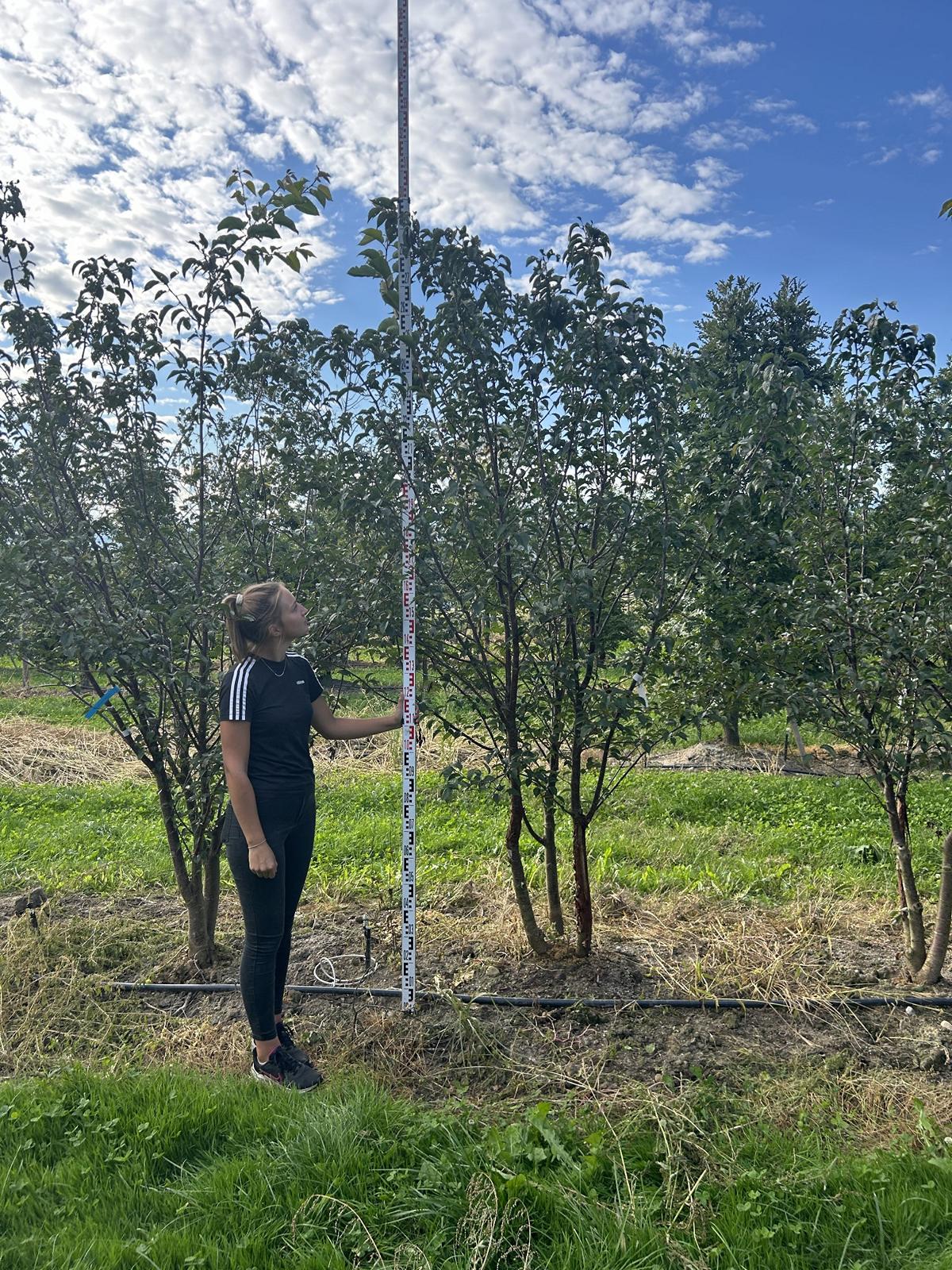 Prunus sargentii