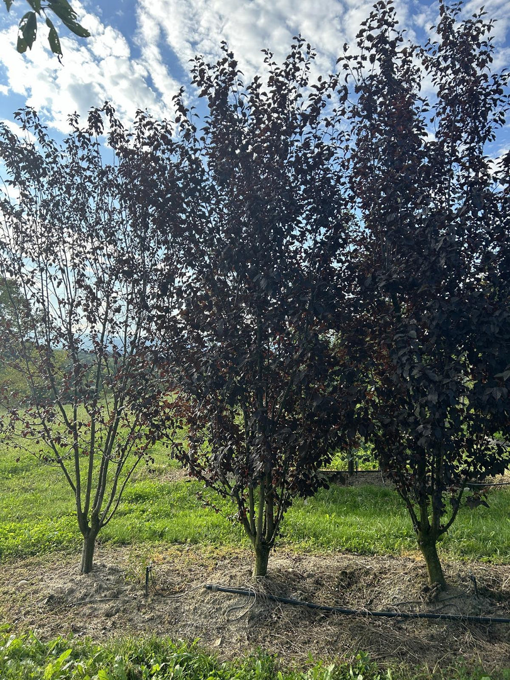 Prunus cerasifera 'Woodii'