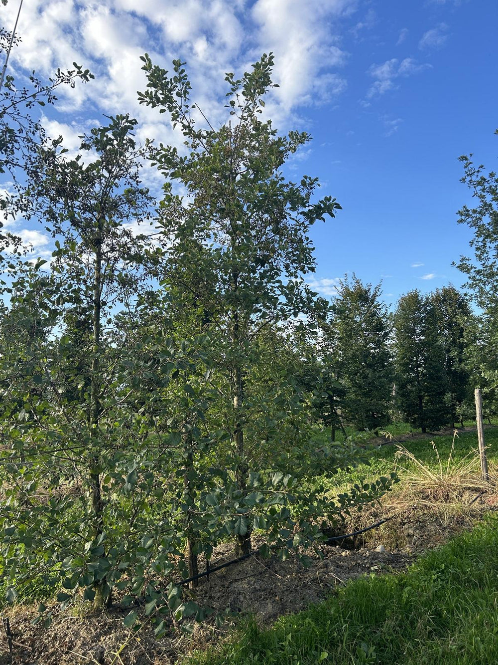 Alnus glutinosa