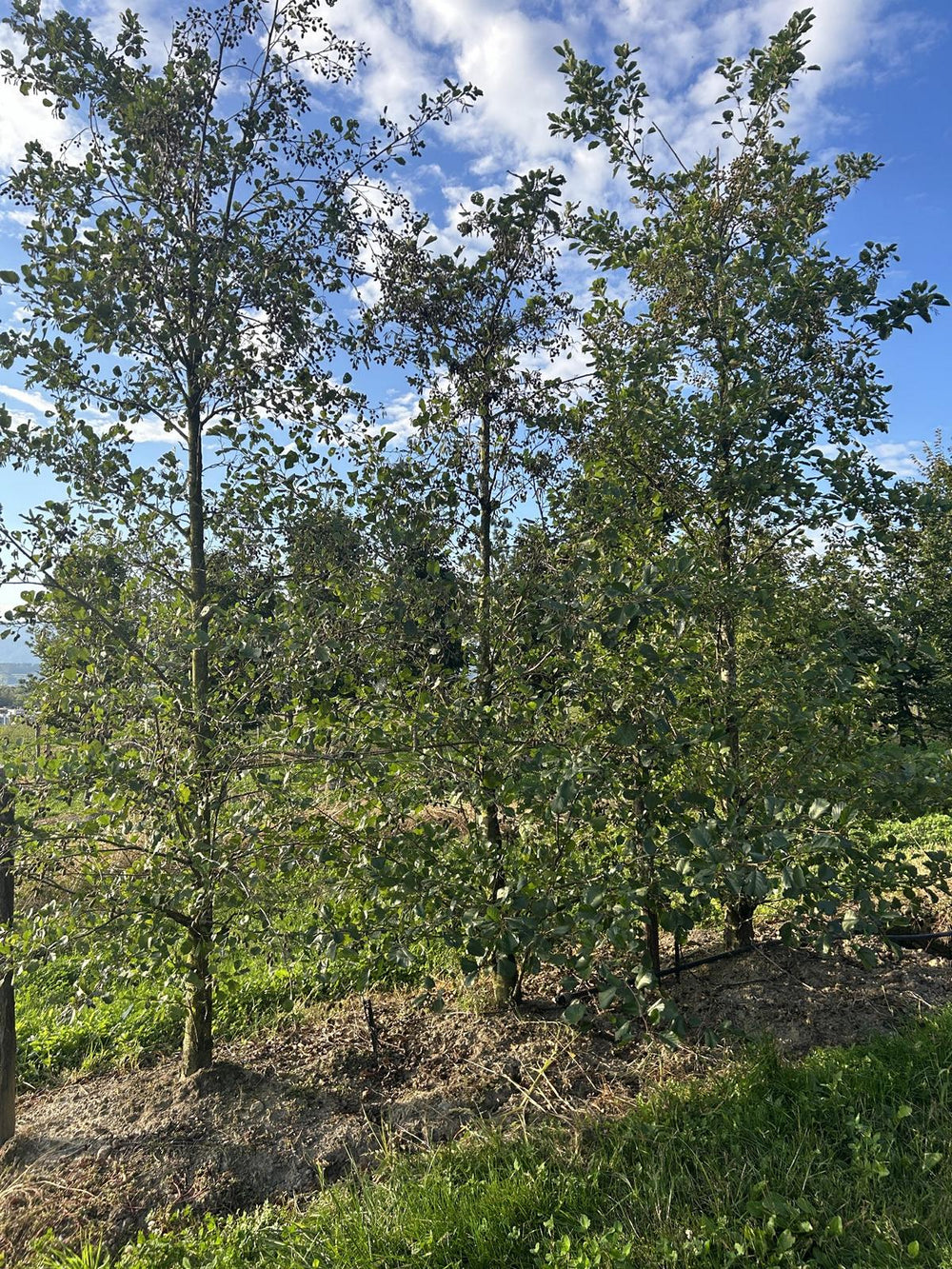 Alnus glutinosa