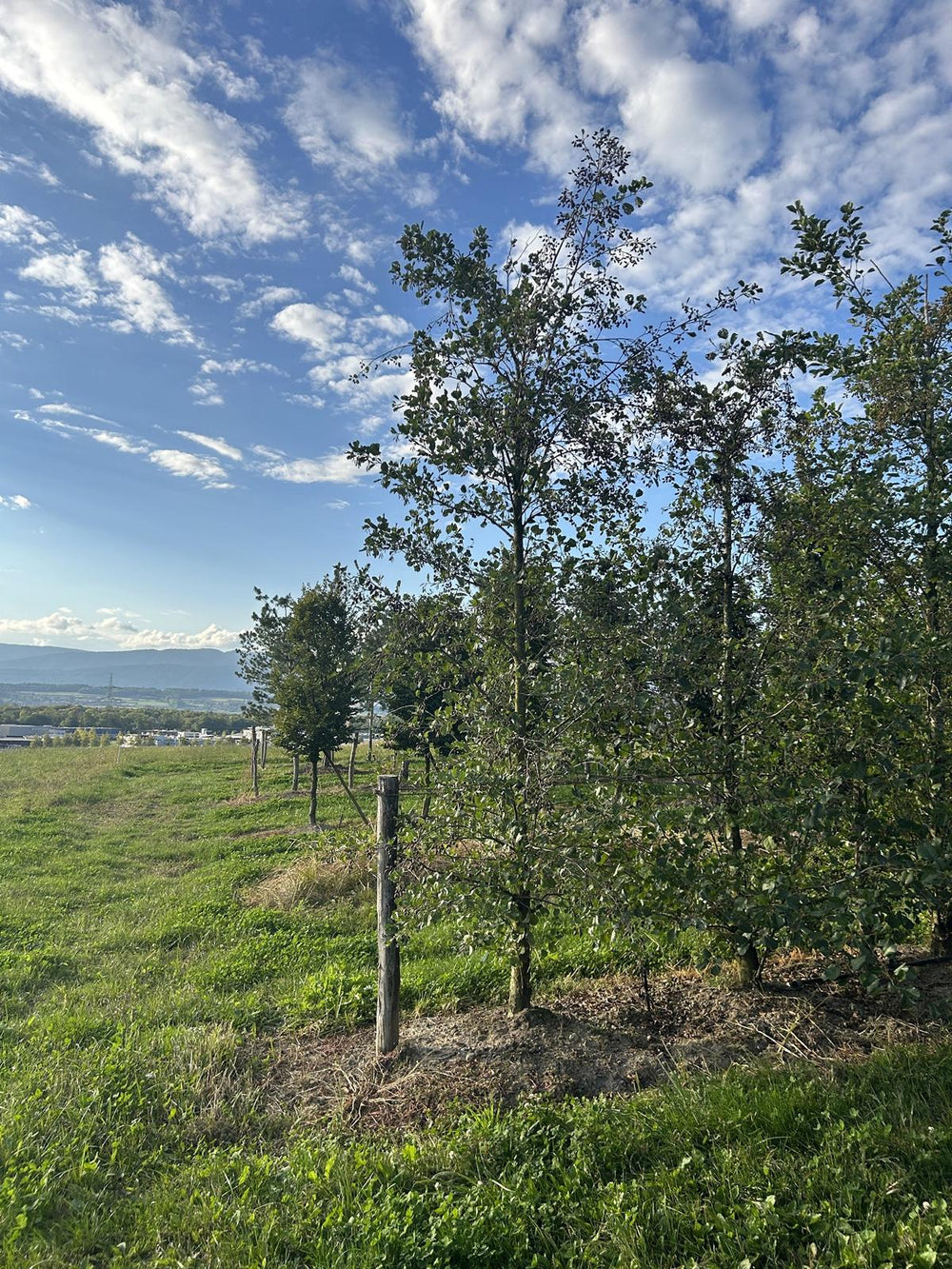 Alnus glutinosa